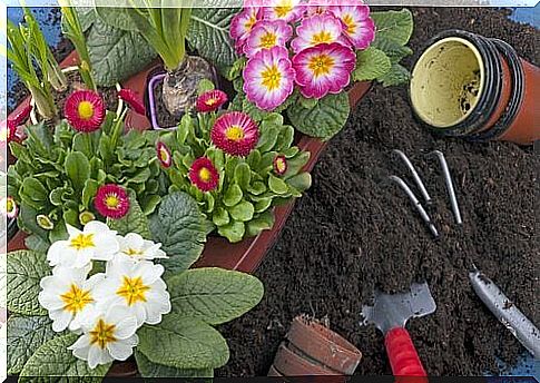 garden plants