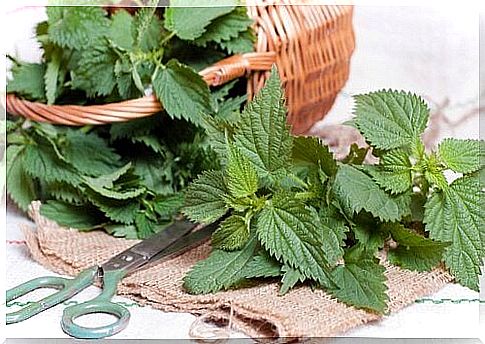 the infusion of nettle leaves to fight against kidney stones