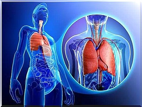 A diagram of the lungs