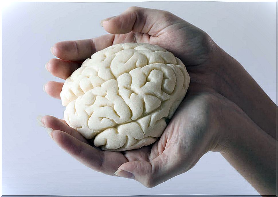 The brain in miniature