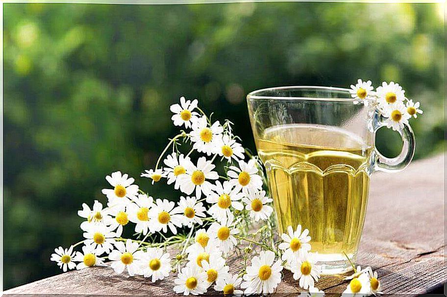 chamomile as a remedy to treat laryngitis