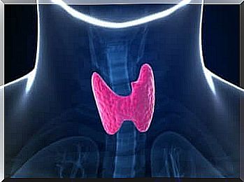 TSH and the thyroid gland. 