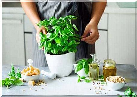 Basil in the kitchen. 