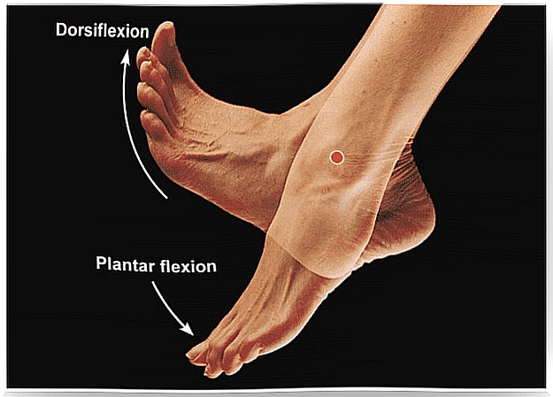 Movements of the tibia