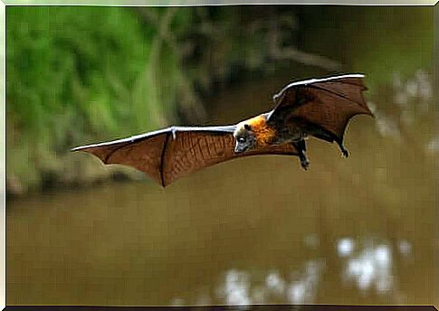 Bats could be the source of the coronavirus